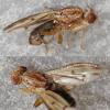 Opomyza germinationis